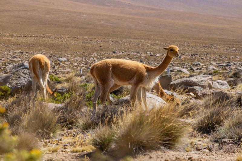 2-day-colca-canyon-classic-tour-with-transfer-to-p-4