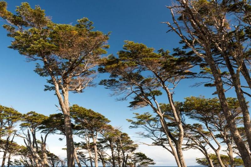 punta-arenas-fort-bulnes-magellan-strait-tour-8