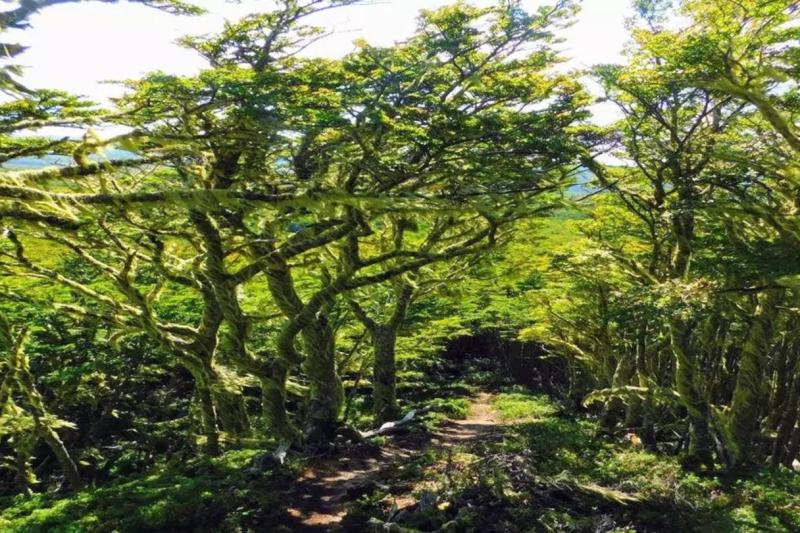 hiking-the-magallanes-forest-reserve-3