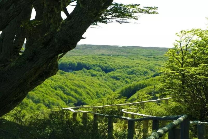 hiking-the-magallanes-forest-reserve-4