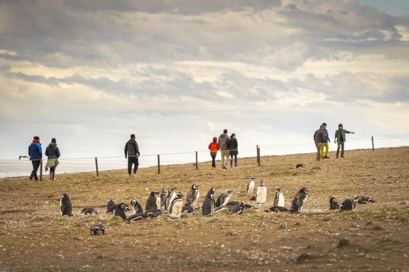 magdalena-island-penguin-watching-tour-from-punta-1