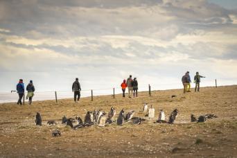 Magdalena Island Penguin Watching Tour from Punta