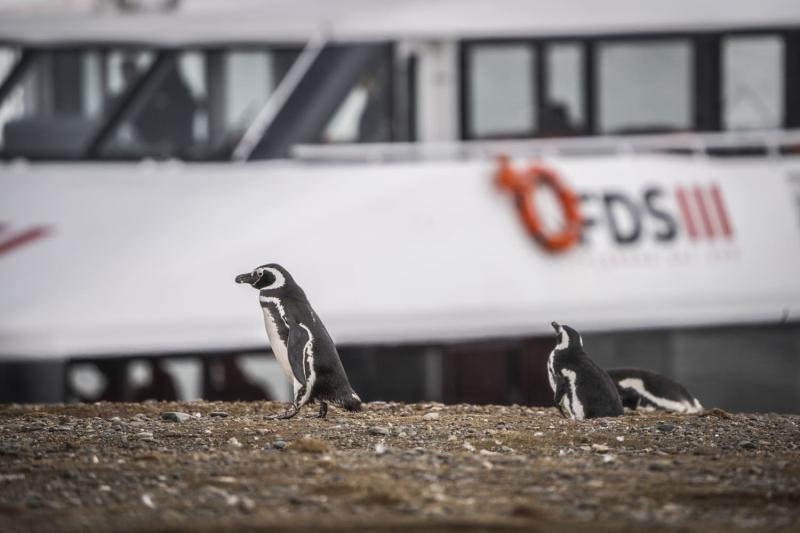 magdalena-island-penguin-watching-tour-from-punta-3