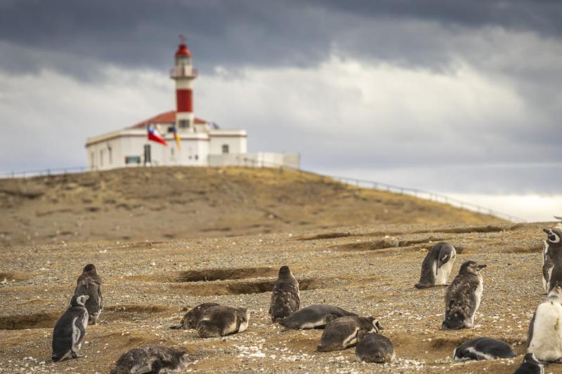 magdalena-island-penguin-watching-tour-from-punta-8