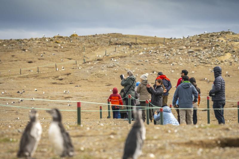 magdalena-island-penguin-watching-vip-tour-1