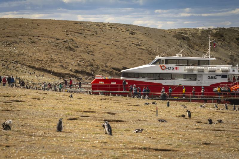 magdalena-island-penguin-watching-vip-tour-2
