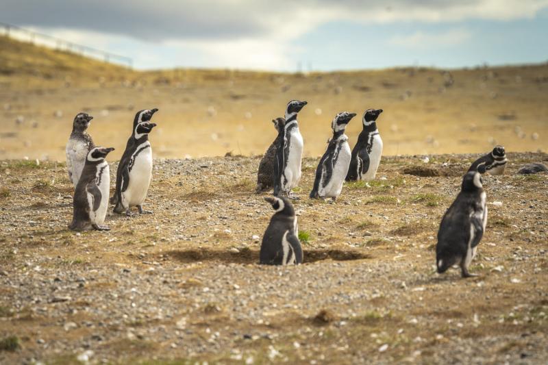 magdalena-island-penguin-watching-vip-tour-4
