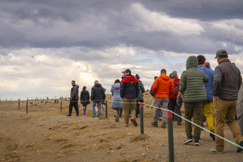 magdalena-island-penguin-watching-vip-tour-7