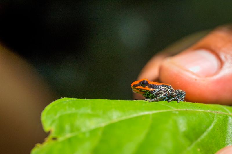 pacaya-samiria-national-reserve-full-day-tour-4