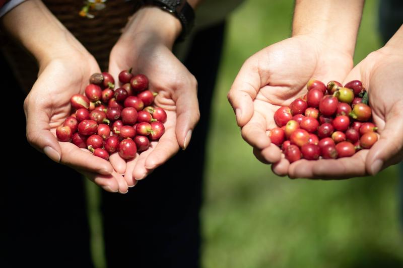 medellin-santa-elena-coffee-farm-tour-with-lunch-1