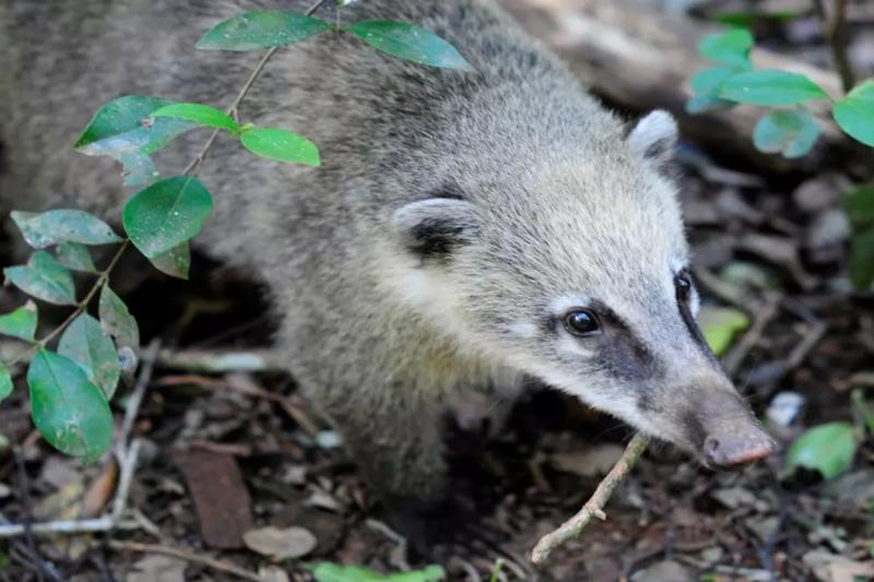argentine-brazilian-iguazu-falls-with-transfers-7