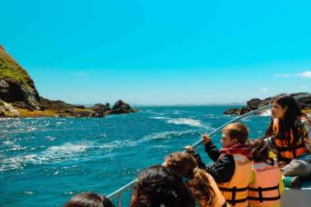 Discover Ancud & Puñihuil Penguin Colony