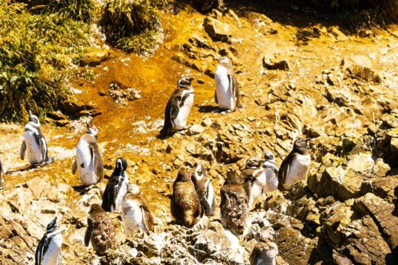 discover-ancud-punihuil-penguin-colony-2