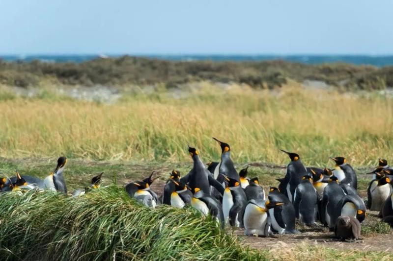tierra-del-fuego-the-king-penguins-experience-1