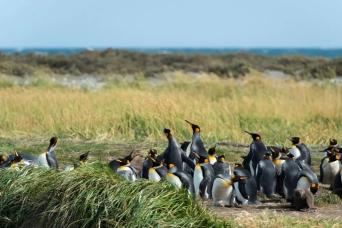 Tierra del Fuego & the King Penguins Experience