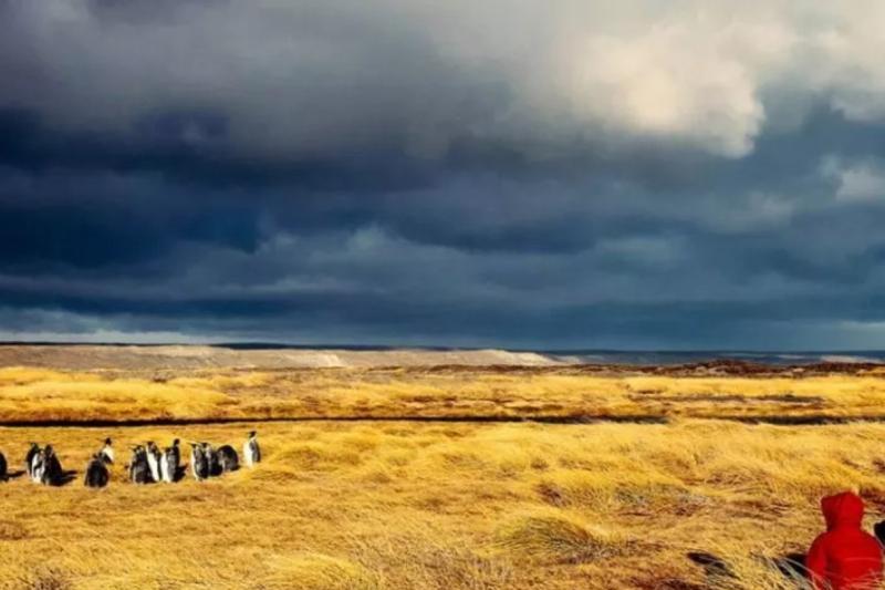 tierra-del-fuego-the-king-penguins-experience-2