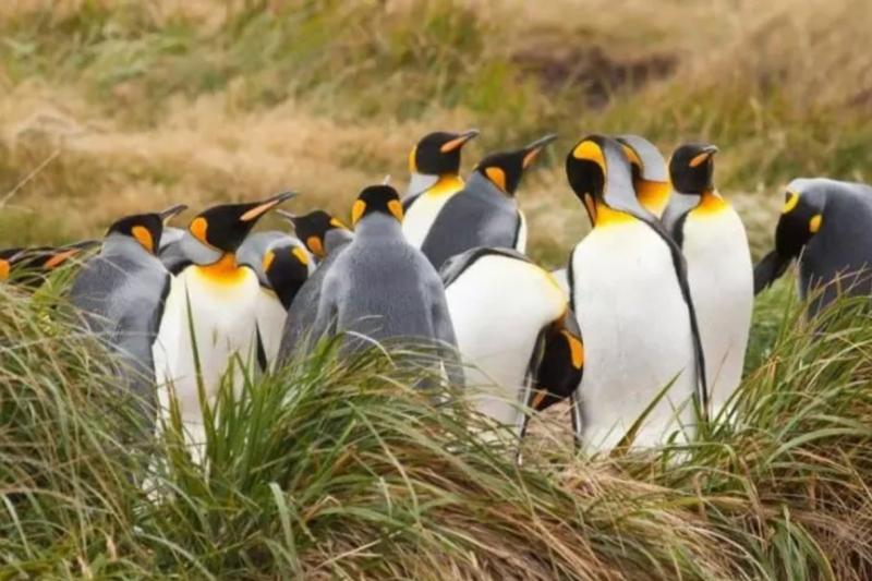 tierra-del-fuego-the-king-penguins-experience-4