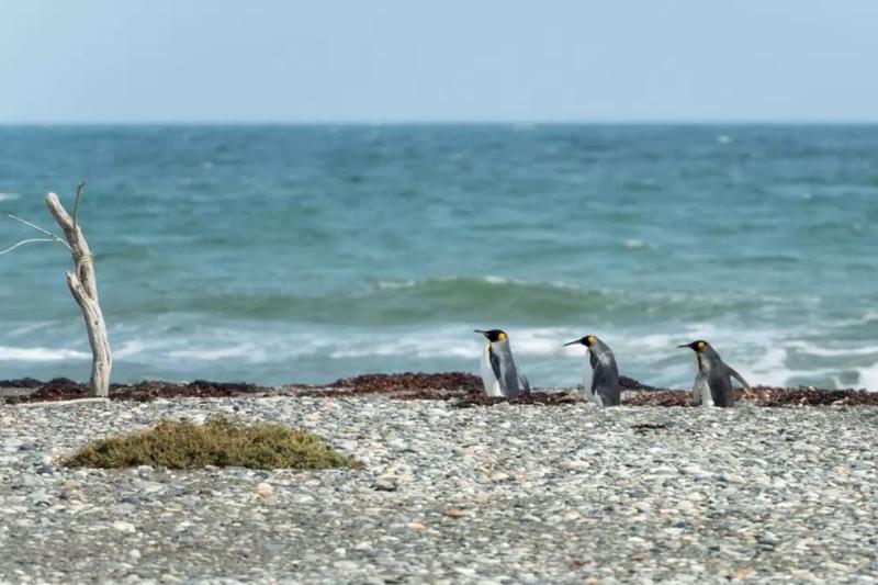tierra-del-fuego-the-king-penguins-experience-6