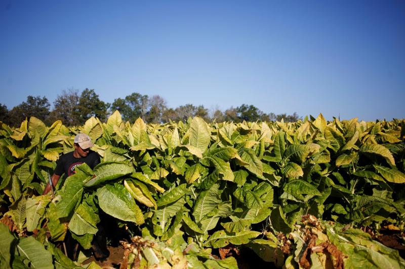 tobacco-route-from-salta-1