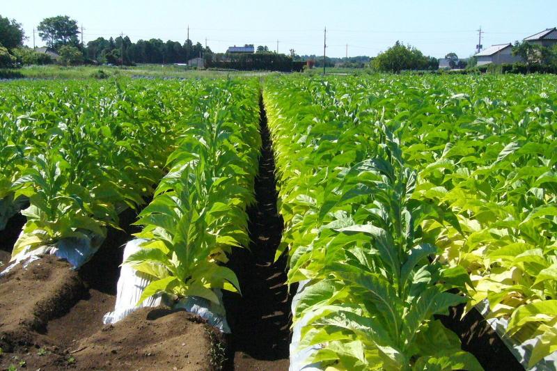 tobacco-route-from-salta-4