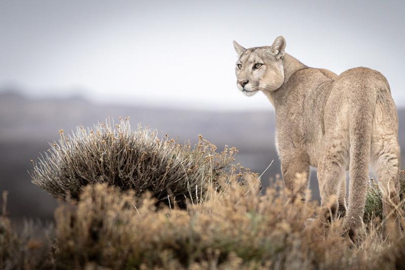 in-the-pumas-footsteps-adventure-1