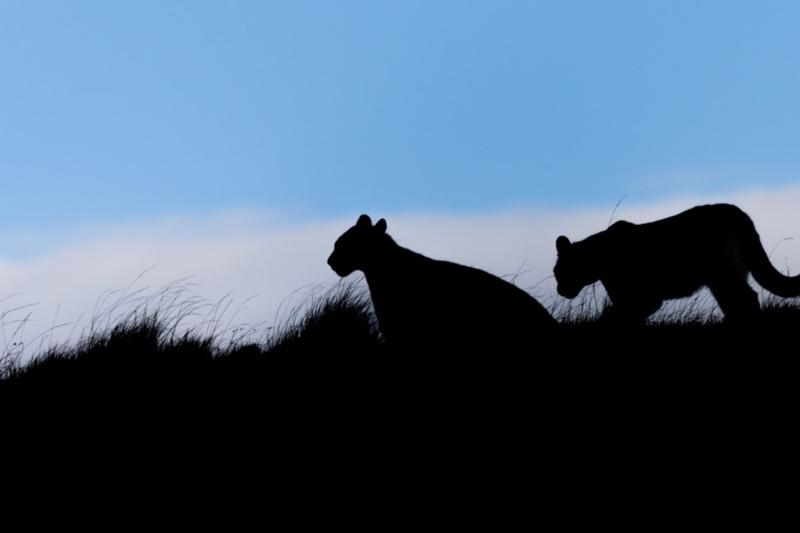 in-the-pumas-footsteps-adventure-2