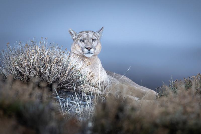 in-the-pumas-footsteps-adventure-3