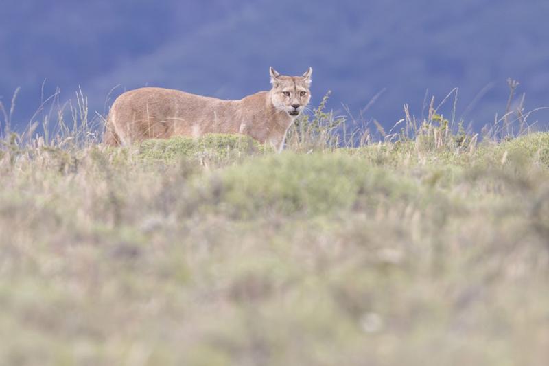 in-the-pumas-footsteps-adventure-6