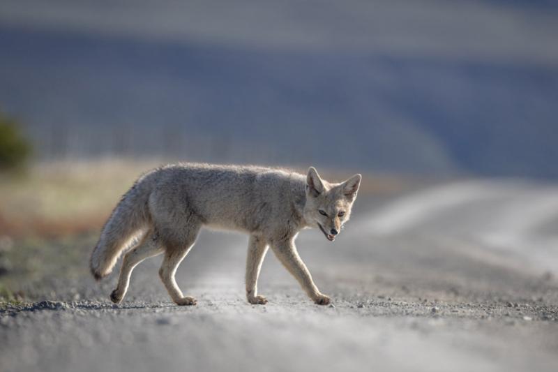 in-the-pumas-footsteps-adventure-7