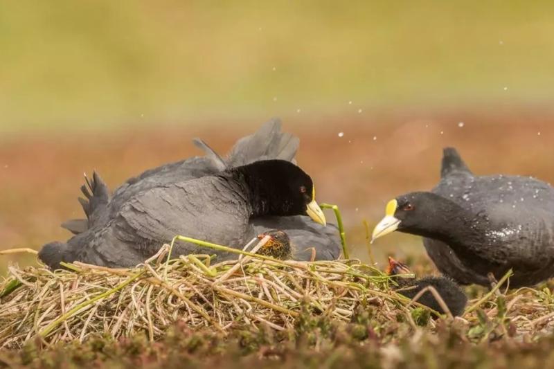 birding-in-torres-del-paine-national-park-1