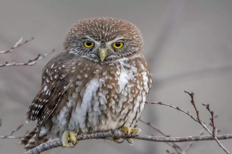 birding-in-torres-del-paine-national-park-2