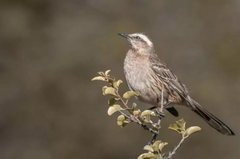 birding-in-torres-del-paine-national-park-5