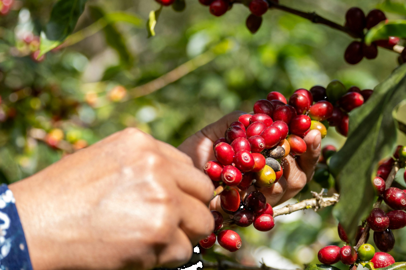 salento-coffee-farm-tour-with-jeep-willys-tasti-2