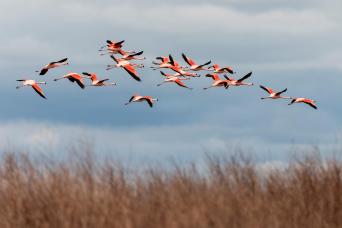 Bull Lagoon And Flamingos Watching from Salta