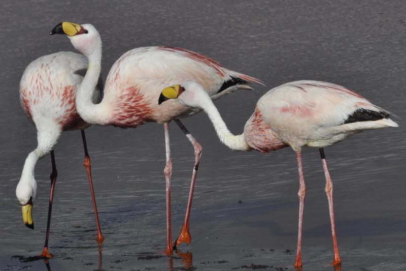 bull-lagoon-and-flamingos-watching-from-salta-2