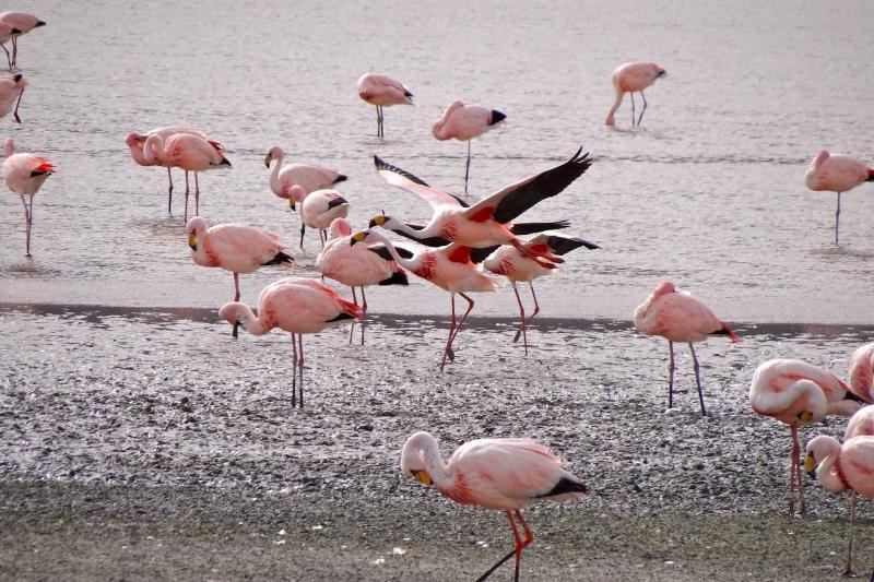 bull-lagoon-and-flamingos-watching-from-salta-5