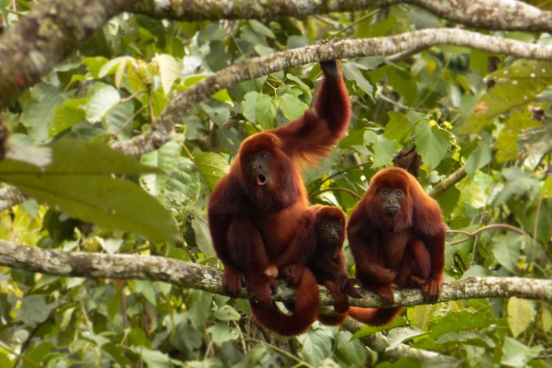 barbas-bremen-cloud-forest-hiking-tour-colombia-1