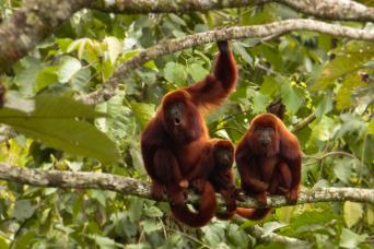 Barbas Bremen Cloud Forest Hiking Tour – Colombia