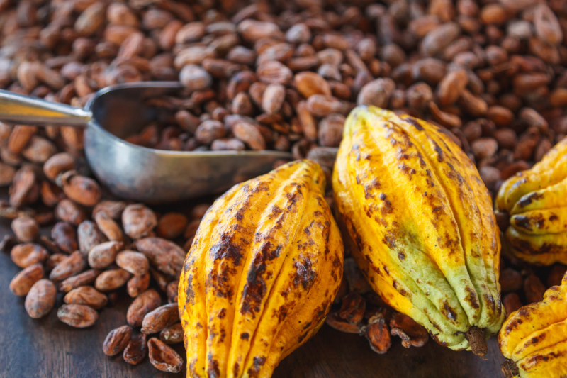 quindio-chocolate-tour-with-tastings-guide-2