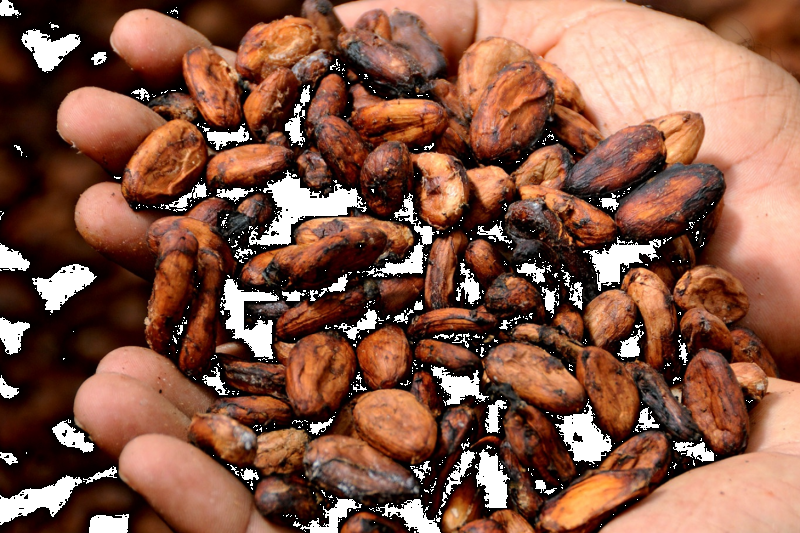 quindio-chocolate-tour-with-tastings-guide-5