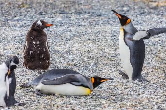 Gable Island And Penguin Watching