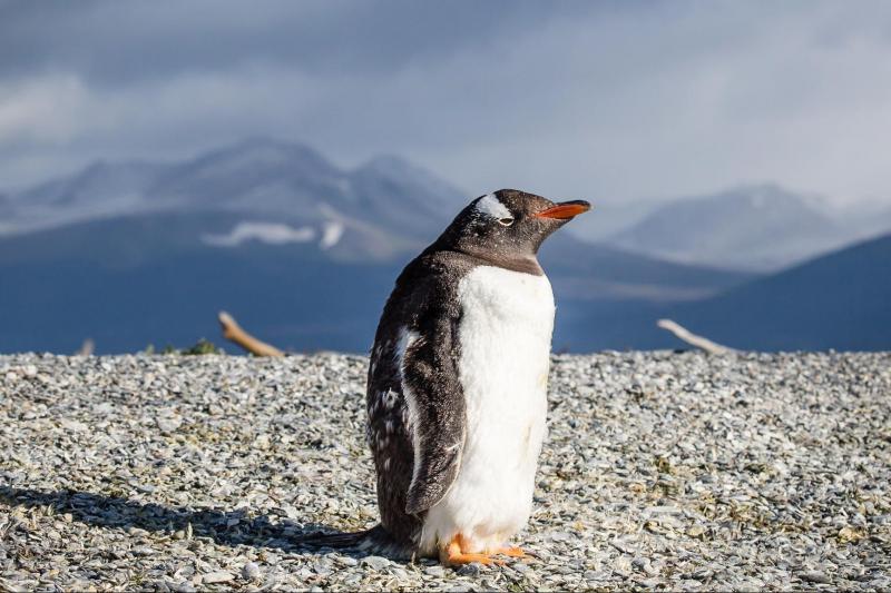 gable-island-and-penguin-watching-6