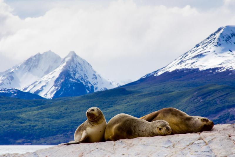 sea-lions-birds-island-boat-tour-2