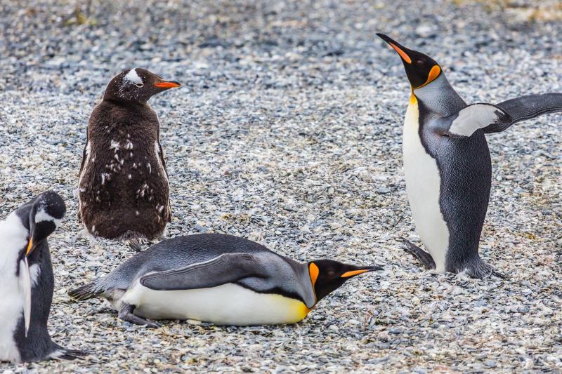 private-tour-gable-island-and-penguin-watching-1