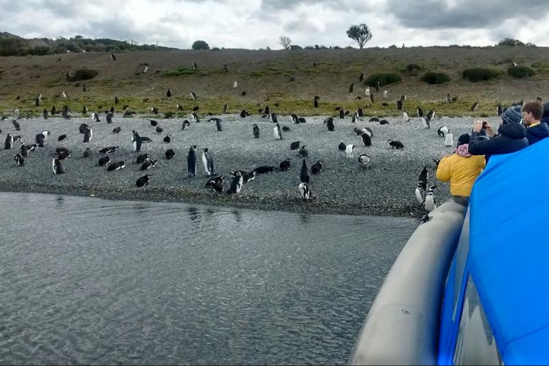 private-tour-gable-island-and-penguin-watching-5