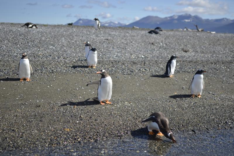 private-tour-gable-island-and-penguin-watching-6
