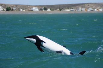 Penguins & Dolphin Watching at Punta Tombo