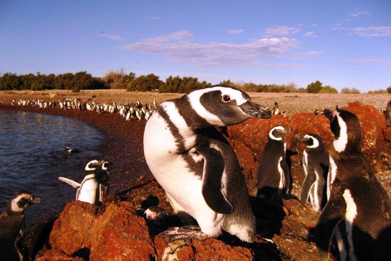 penguins-dolphin-watching-at-punta-tombo-2