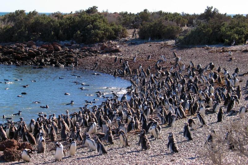 penguins-dolphin-watching-at-punta-tombo-3