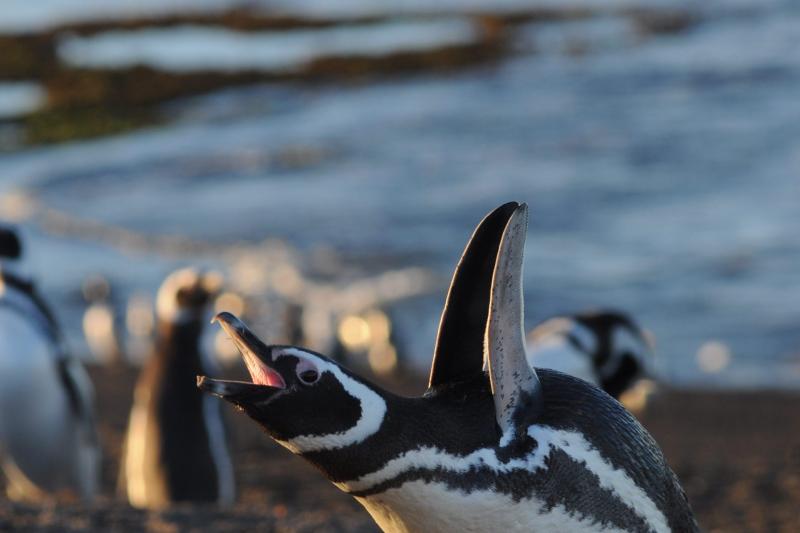 penguins-dolphin-watching-at-punta-tombo-5